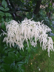 Aruncus