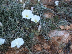Convolvulus holosericeus