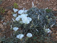 Convolvulus holosericeus