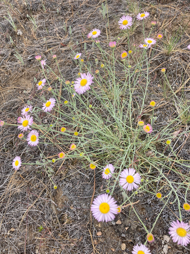Erigeron filifolius (Hook.) Nutt.