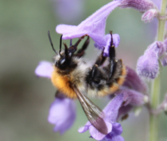 Bombus pascuorum