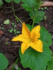 Cucurbita argyrosperma