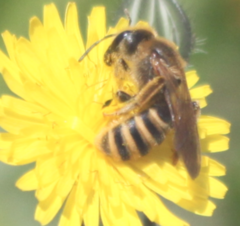 Halictus scabiosae