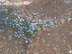 Asperula supina
