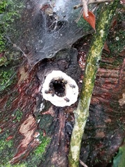 Scaptotrigona mexicana