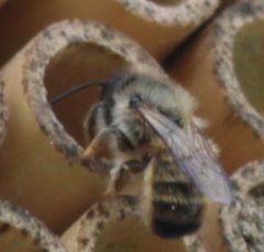 Osmia bicornis