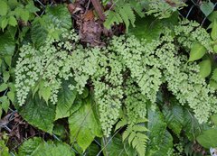 Adiantum monochlamys
