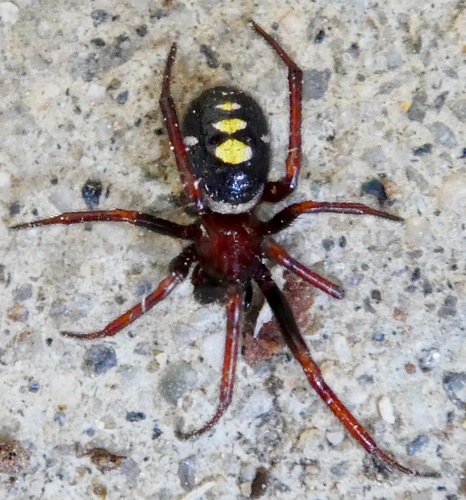 Asagena medialis