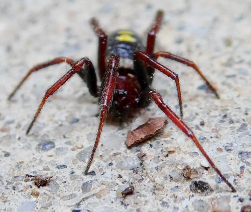 Asagena medialis