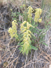 Astragalus collinus