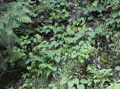 Hosta longipes longipes