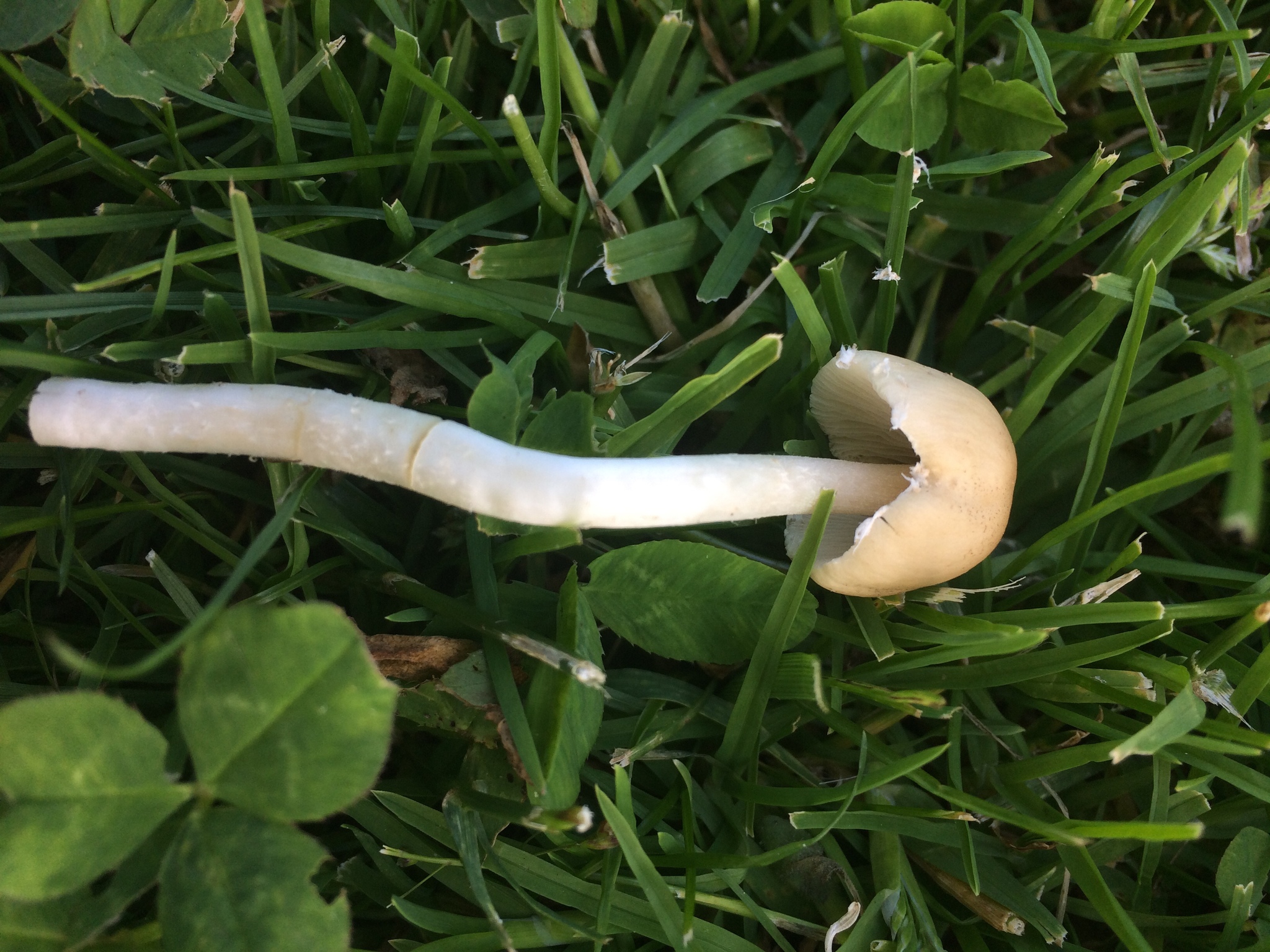 Psathyrella candolleana image