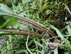 Hosta longipes longipes