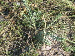 Andrachne telephioides