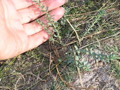 Andrachne telephioides