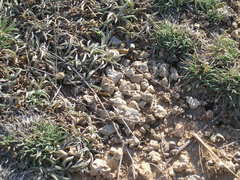Convolvulus holosericeus
