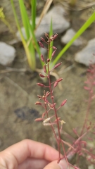 Rorippa palustris