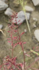 Rorippa palustris