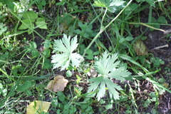 Geranium pratense