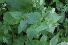 Lamium maculatum