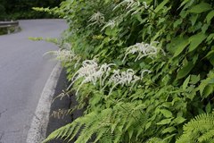 Astilbe thunbergii