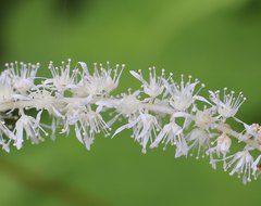 Astilbe thunbergii