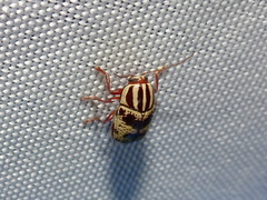 Cryptocephalus leucomelas