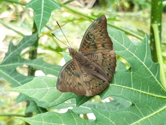 Euthalia aconthea