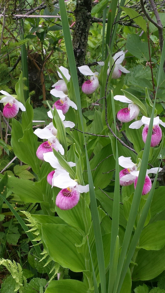 Cypripedium reginae