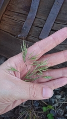 Bromus tectorum