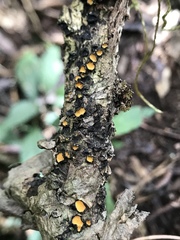 Fungi