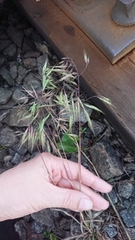 Bromus tectorum
