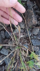 Bromus tectorum
