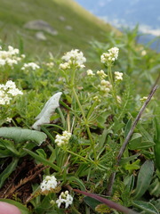 Galium anisophyllon