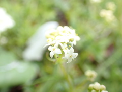 Galium anisophyllon
