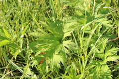 Geranium pratense