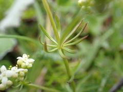 Galium anisophyllon