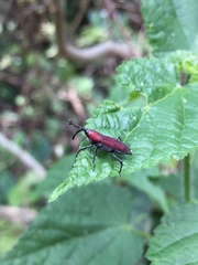 Rhodobaenus sanguineus