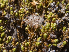 Helichrysum parvifolium