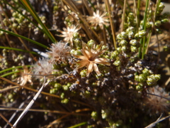 Helichrysum parvifolium