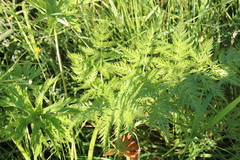 Anthriscus sylvestris