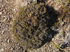 Helichrysum parvifolium