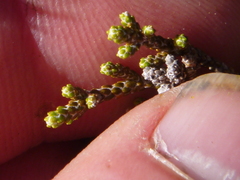 Helichrysum parvifolium