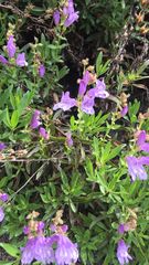 Penstemon fruticosus
