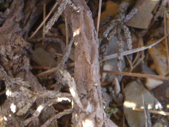 Helichrysum parvifolium