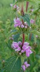 Phlomoides tuberosa