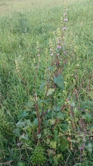 Phlomoides tuberosa