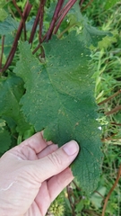 Phlomoides tuberosa