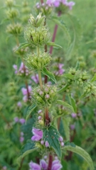 Phlomoides tuberosa