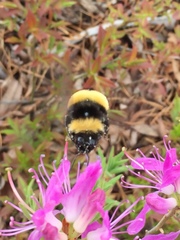 Bombus terricola image